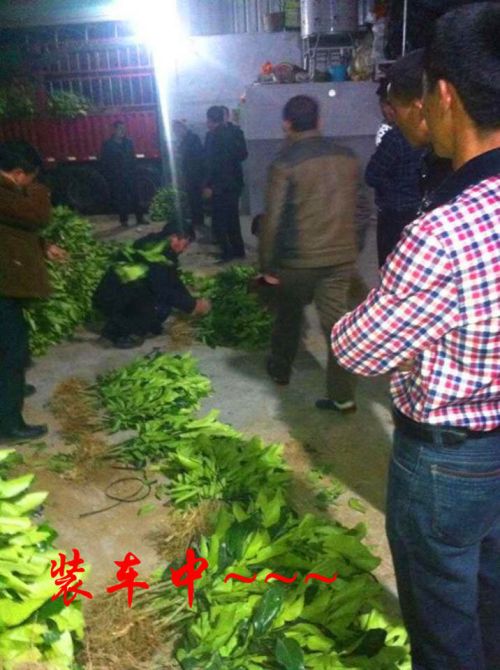贵州客户订购柚子苗